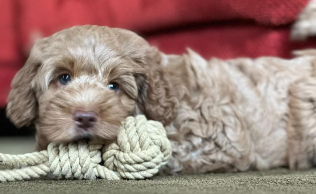 WhatsApp Image 2026-04-17 at 13.57.24